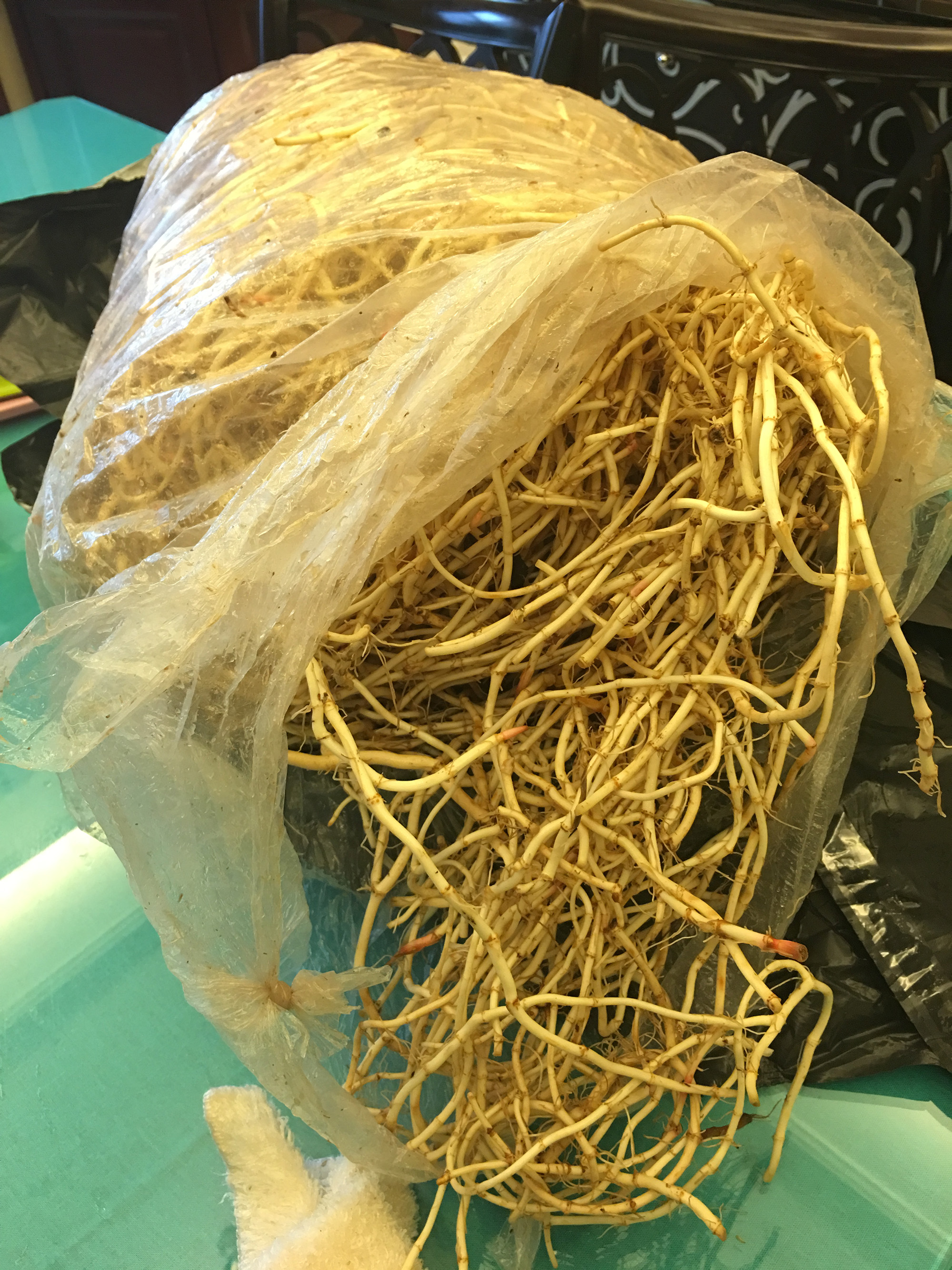 折耳根这是真爱呀！有谁跟我一样哈哈