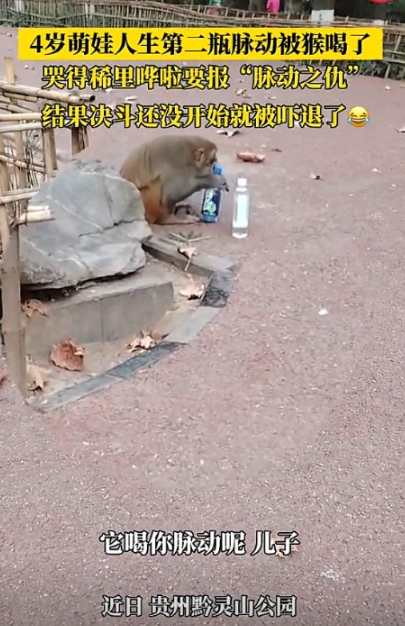 在贵州黔灵山公园里面，一个猴子抢了一瓶脉动，谁也不会想到这个可是让一个四岁小男孩
