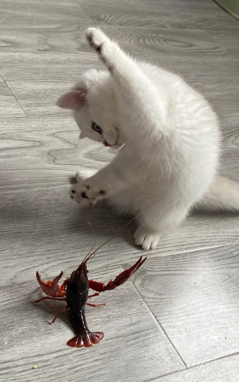 猫咪和小龙虾斗智斗勇，这画面简直太搞笑啦！