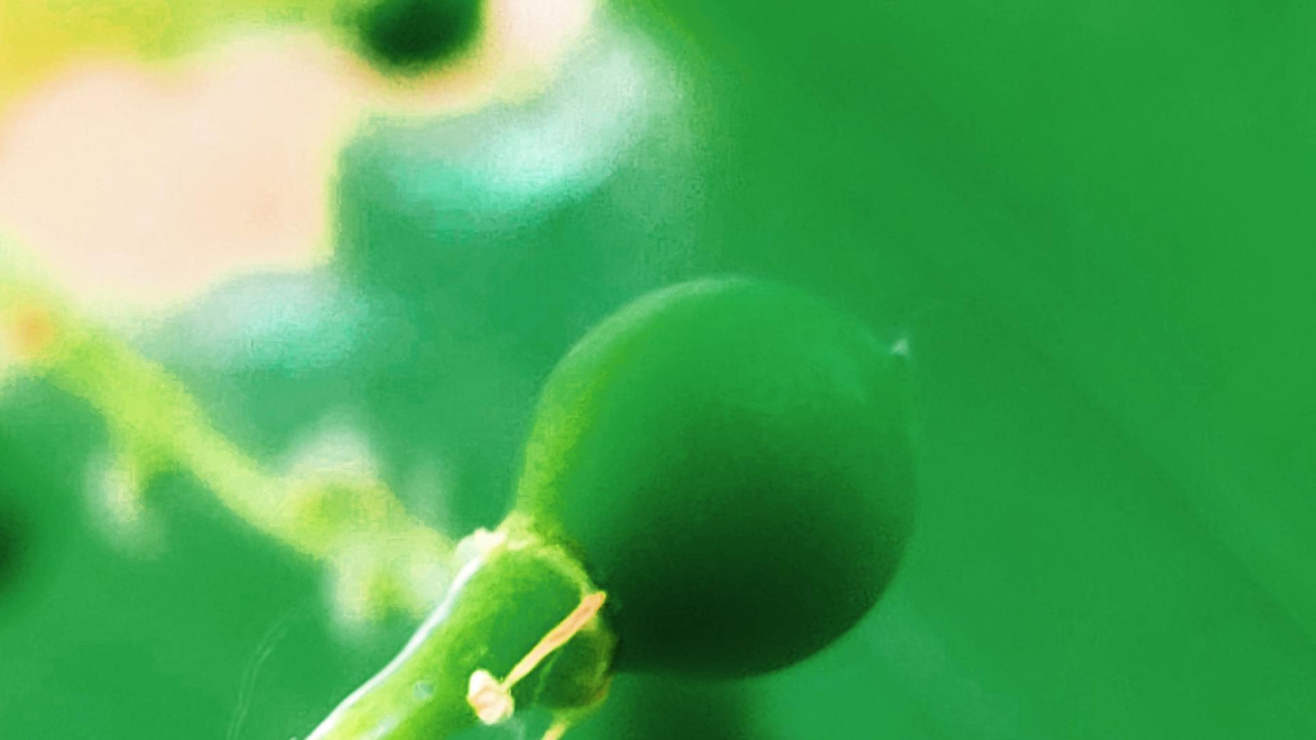 散文：生活是个万花筒