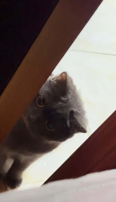 我老婆喜欢养猫，家里养一只就算了。可是她在小区里还养了很多流浪猫，一开始是一只流