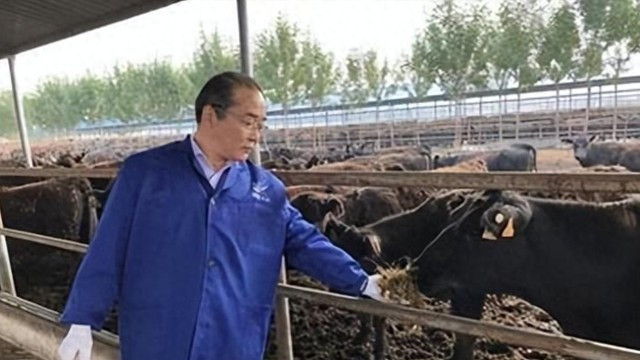 农村大爷养4000头牛却不卖，饲养几乎零成本，靠牛粪成为亿万富翁