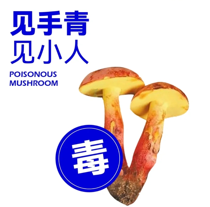 在云南特香特常见的菌子那肯定必须是咱见手青啊

见手青，因牛肝菌伤后变为靛蓝色故