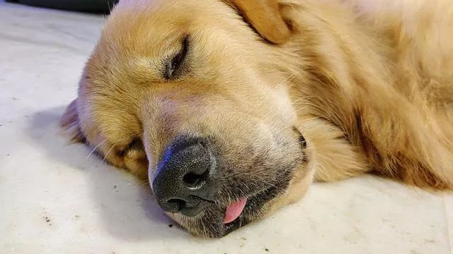 狗子上吐下泻好几天，送医后发现竟是误吞了老公外遇对象的丁字裤