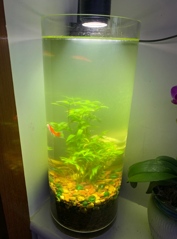 一个星期水就这么绿，关灯怕缺氧，又不想换水，怎么治？请鱼友支招