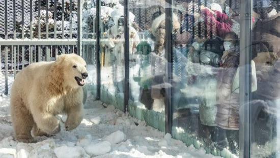 北极熊与帝企鹅的“跨界”相遇——大连老虎滩冰雪嘉年华开启冬日浪漫童话