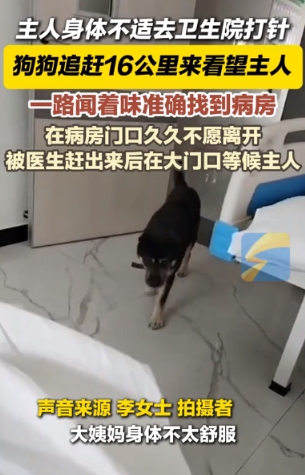 泪目了！贵州，主人身体不适驱车到卫生院打针，狗狗一路闻着味道追赶16公里过来陪主