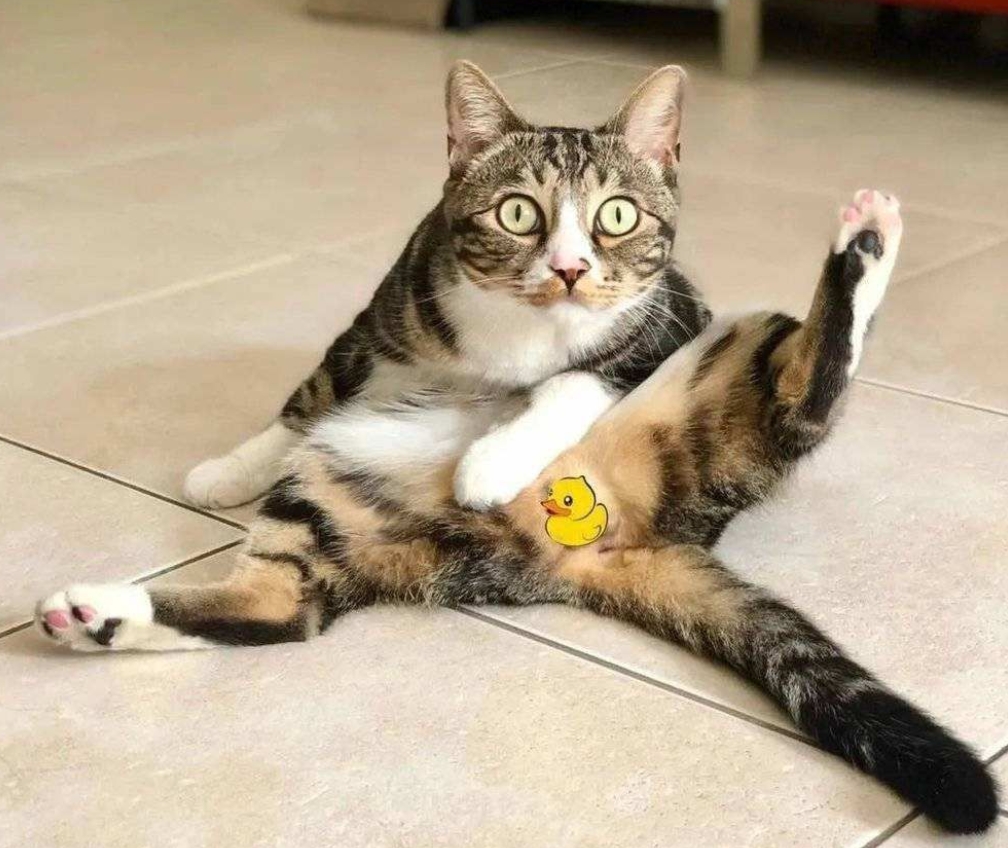健康养猫，让瘦猫变壮实，多吃多动是王道