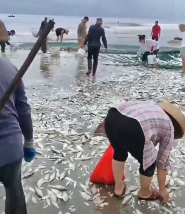 海南人的松弛感！

台风摩羯过后，满大街捡椰子，海滩上都是海鲜，捡不完，根本捡不