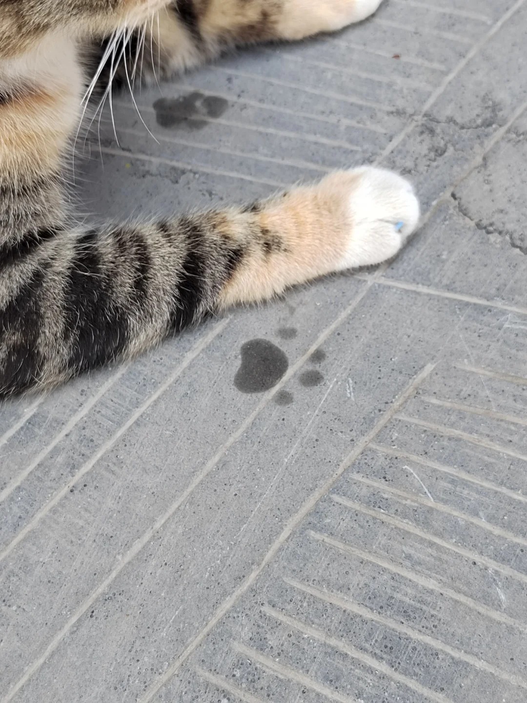 热惨了，小猫爪爪都出汗了，好标准一猫爪印