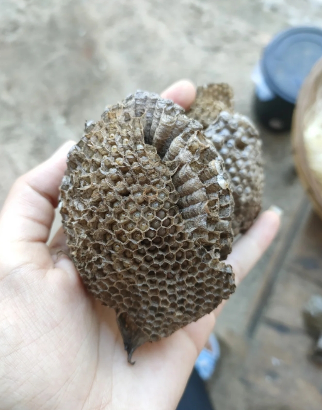 现在农村老家这个蜂子老多了，还会蛰人，讨厌死。

这玩意你们那边的方言叫啥？？