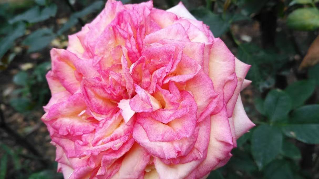 中年女人要紧握的三张底牌