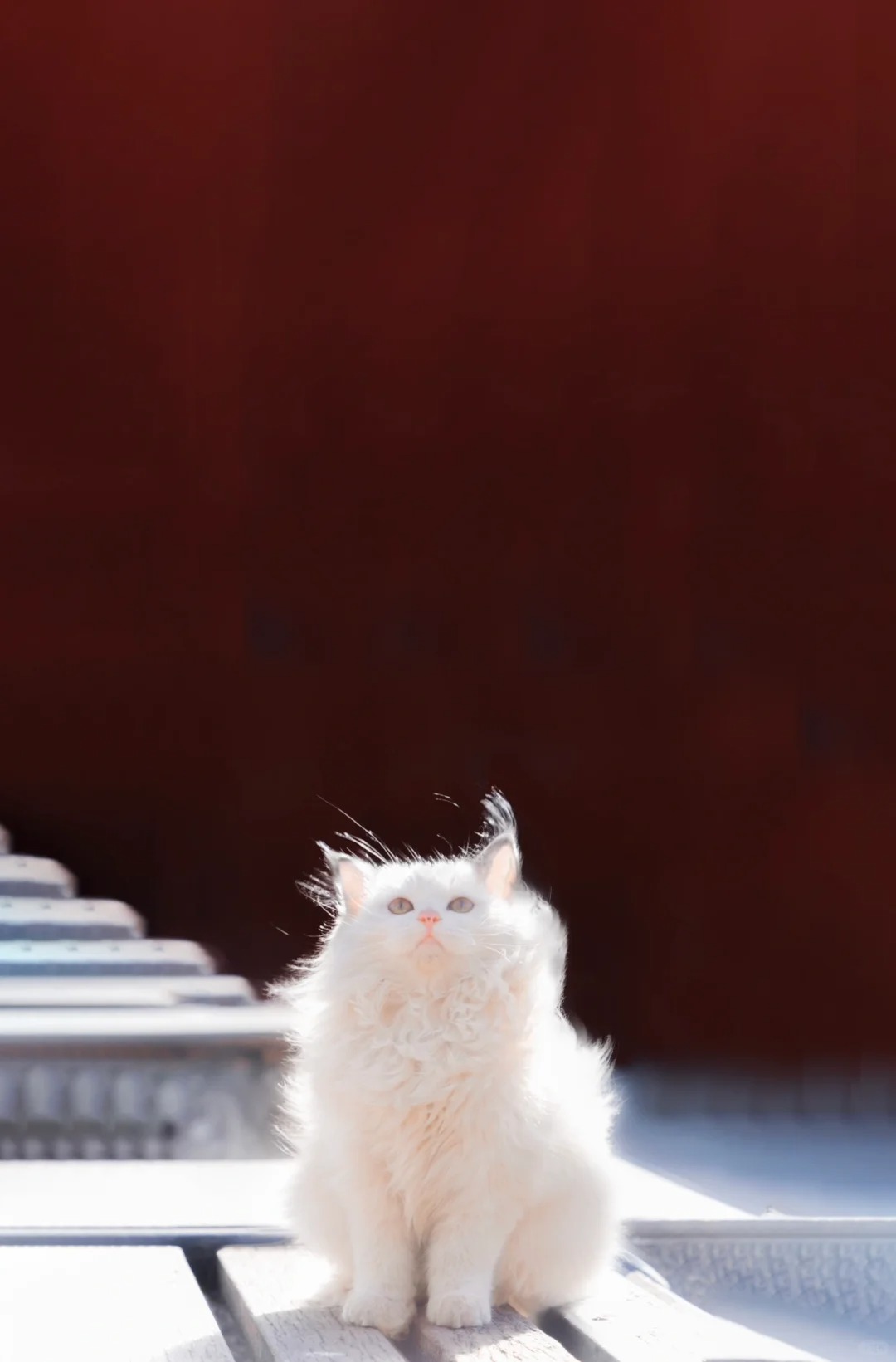 北京小猫，等春风～
立春了，
北京小猫，顺利过关！
希望每一只小猫，都能扛过难关