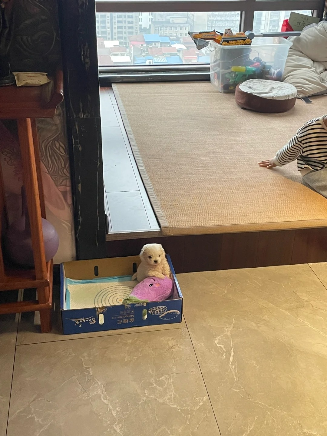 妈妈在养一个路边捡到刚出生的小狗
有人知道是什么品种吗！！好可爱