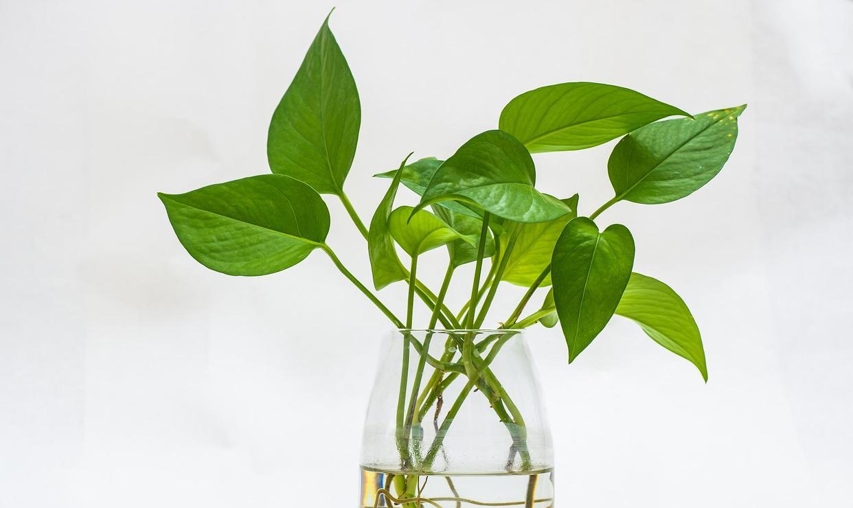 




绿萝是天南星科麒麟叶属植物
家里养殖效果还是很不错的耐阴好养长势快
都