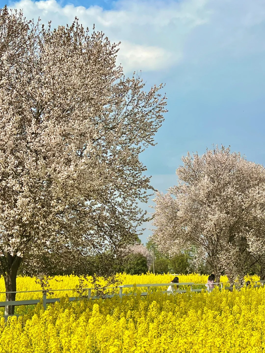 成都！！这么美的地方居然没人😭live直出
#一头扎进春天里
没想到青白江有这