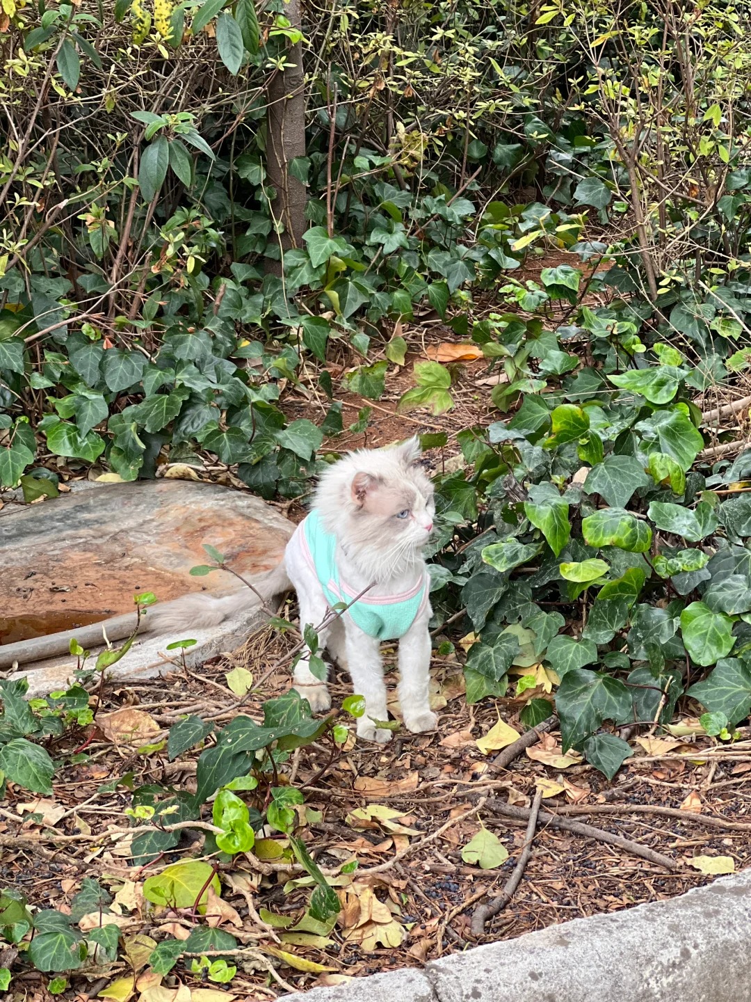 自己遛自己的小咪
你们的猫猫出门会一路边闻边走吗