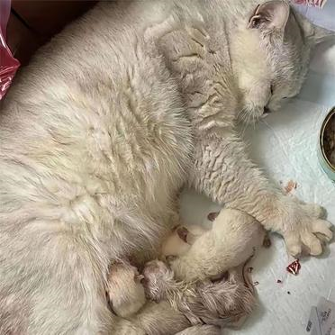 今日生活分享：一只被捡到的流浪猫也生下了小猫。当我女朋友看到它时，她说它很脏，她