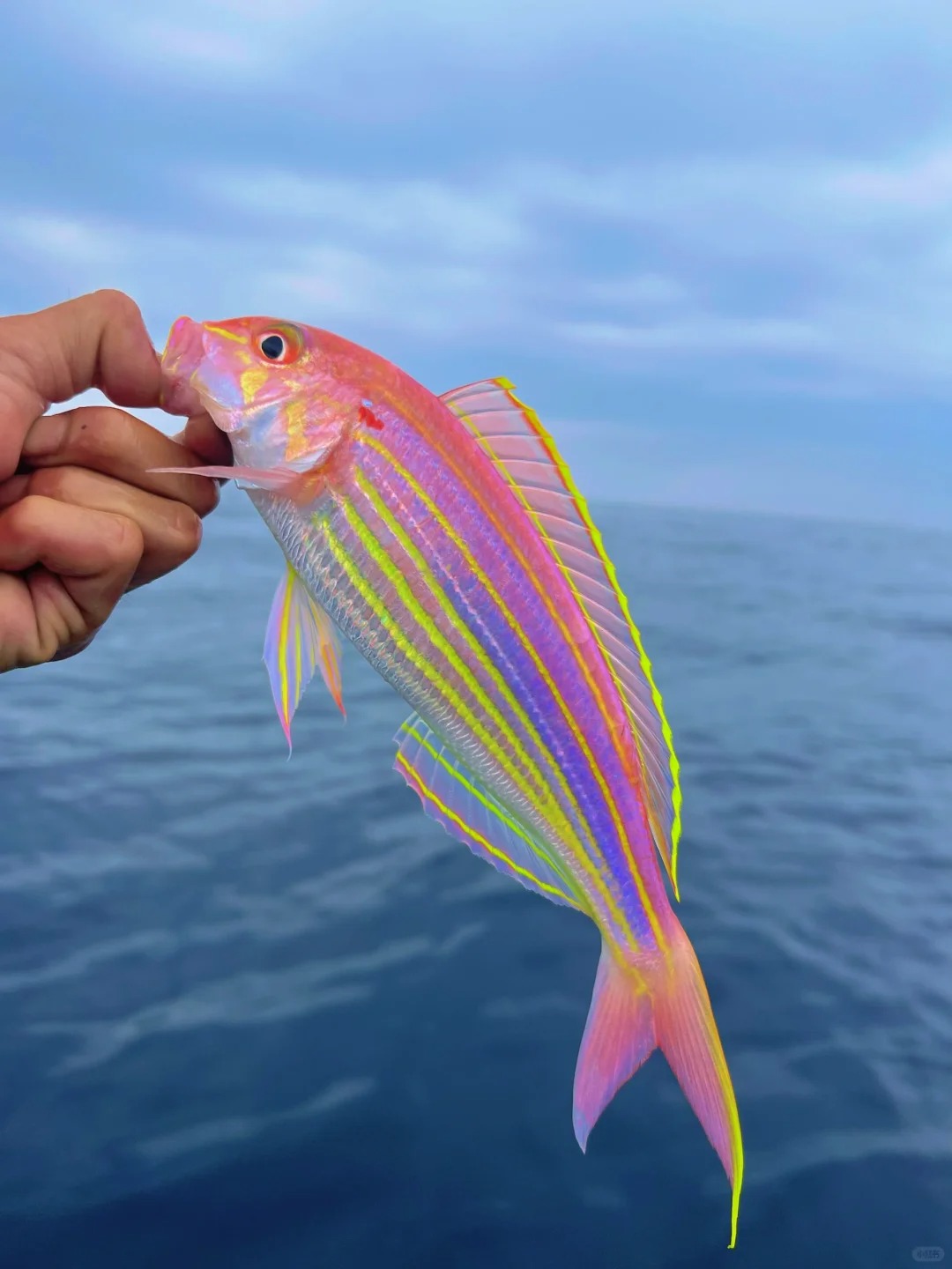 海钓日记🎣--红衫鱼
最近都是红衫鱼，还有码头鱼，吃不完根本吃不完
红衫鱼也叫