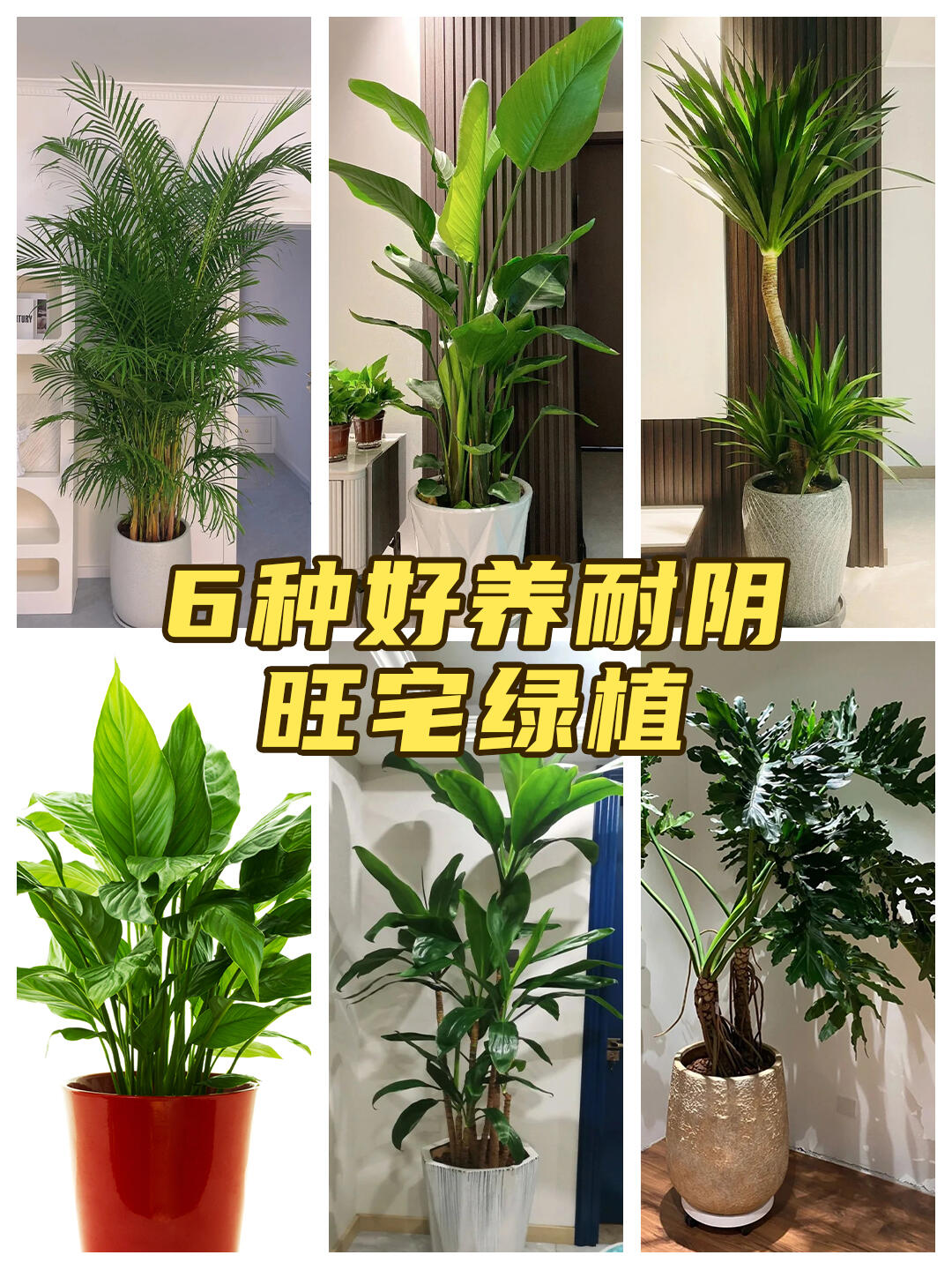 不用担心室内光线差养不好植物了～
💕乔迁新居以后，家中如果空气质量不太好，这时