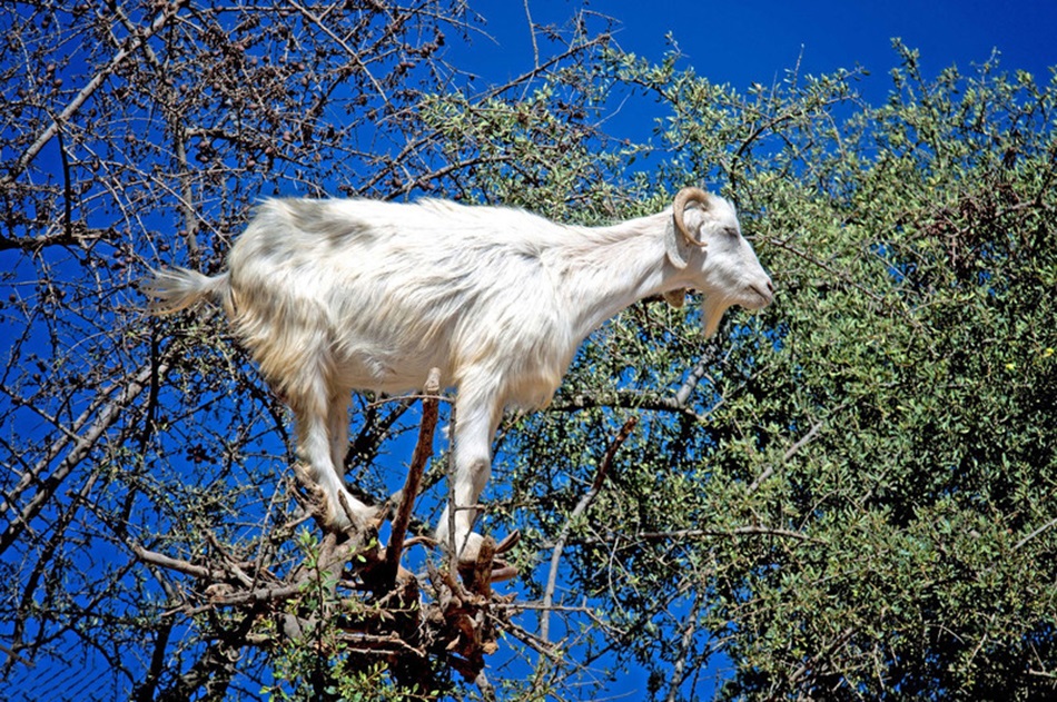 羊真的会爬树吗？为什么？