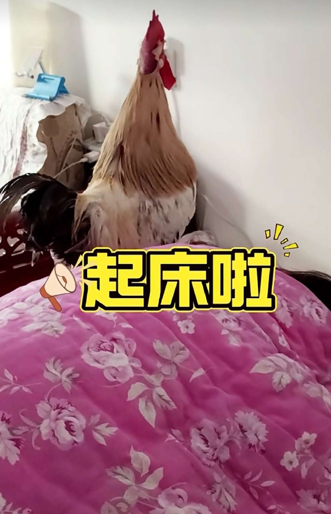 智能家居，提供叫醒服务！