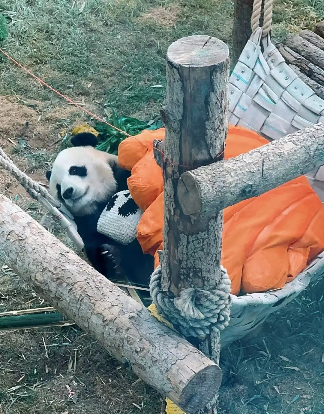 哎哟哟，谁家宝宝睡觉觉抱着阿贝贝，还要盖好被被，是我们大美女飞云啦！
飞云吃饭饭