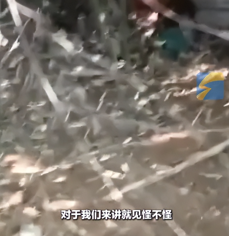 11月26日，江苏镇江，男子上山发现坑里有好多逝者的衣服和别的东西，还有几头野猪