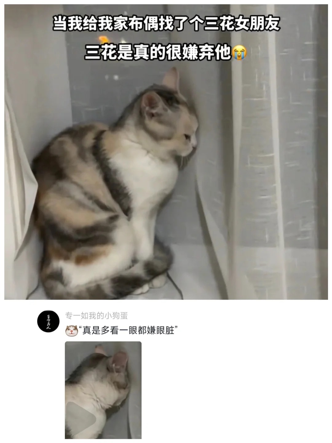 哈哈哈哈哈这只小三花感觉快要碎了
三花：难道这辈子只能这样了吗

哈哈哈哈哈哈所