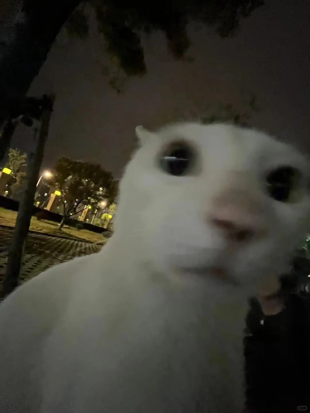 当妈妈问我在学校都和谁一起玩
大家的恶趣味就是给他们拍丑照