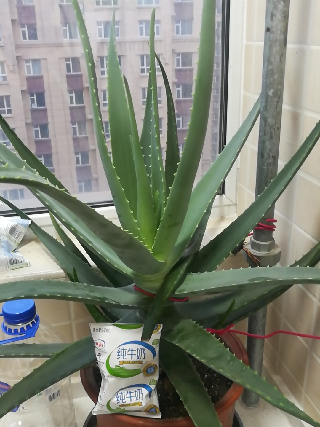 养盆大芦荟，就像“小药箱”
