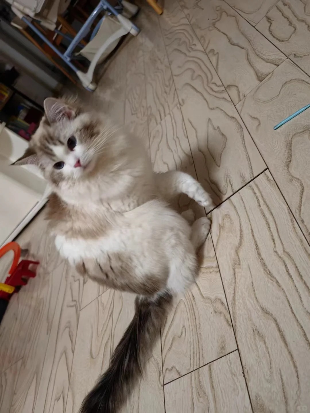 丢了半年的猫在小区里发现了 可是不认识我
猫丢了半年，以为在人家吃香的喝辣的，结