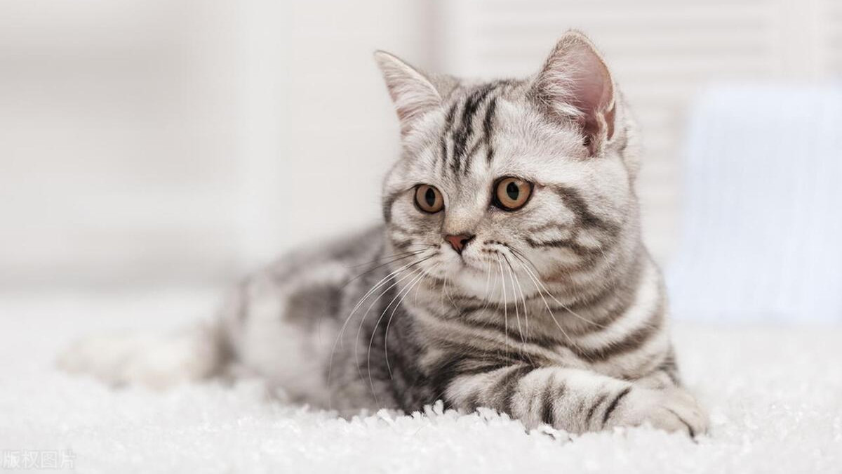 养猫之人的性格特征面面观