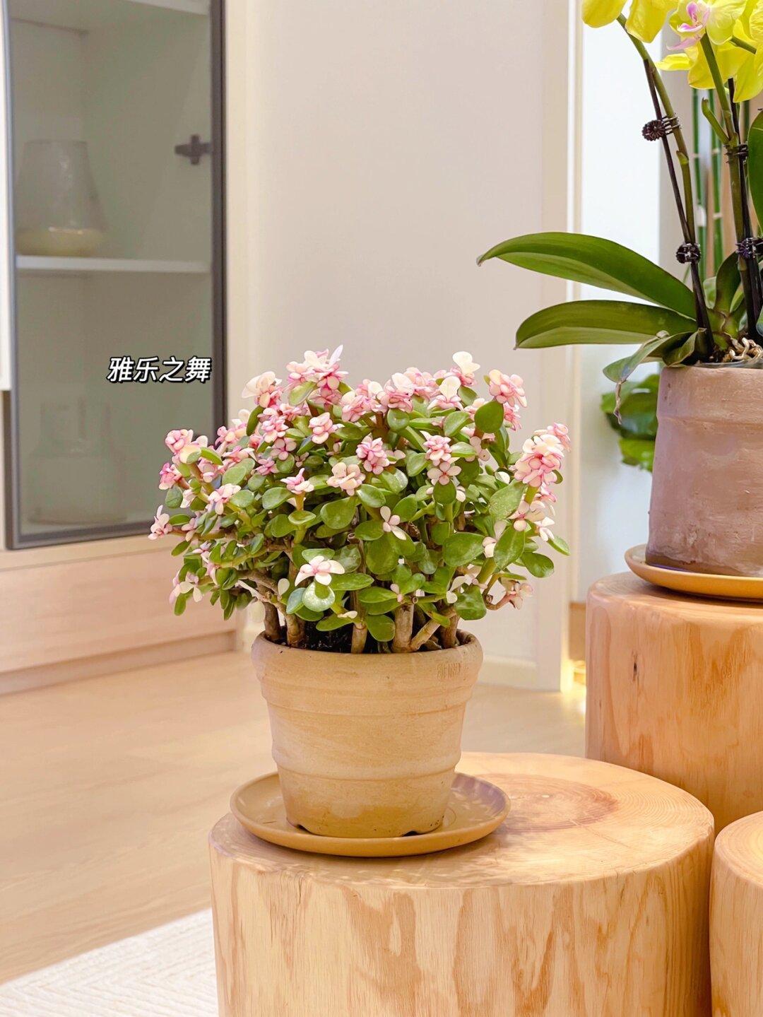这那里是我家，分明是植物园呀！