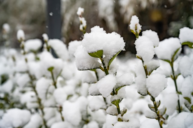 深情难放，默默守候，只因你是唯一