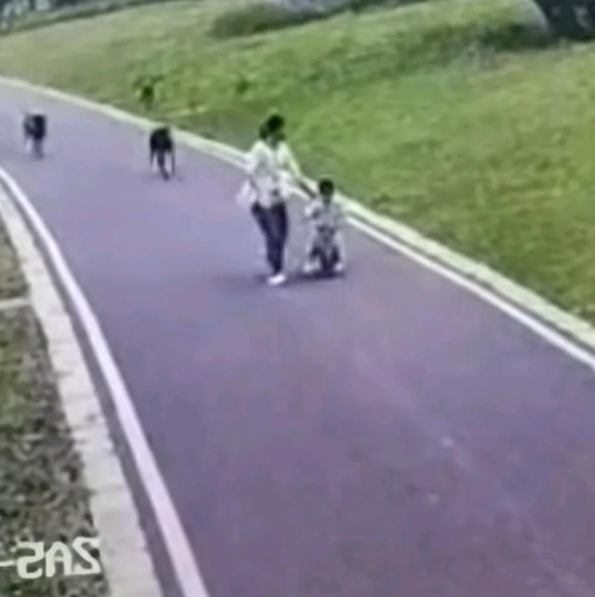多部门回应母女散步被狗撕咬:
当事人姐姐发声，没有哪个条例可以拘留他们，所以狗和