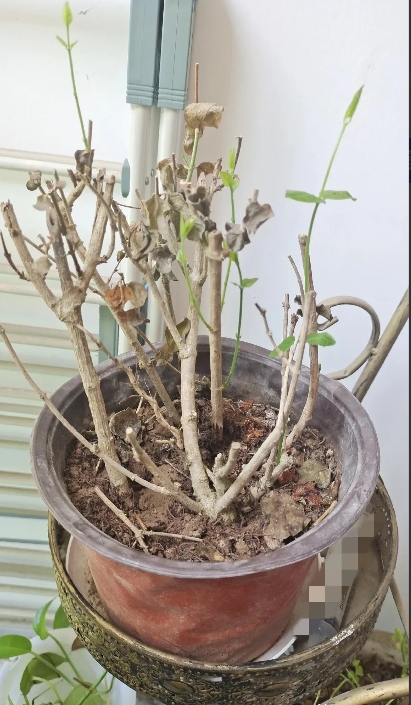 真佩服我表姐，杀伐果断，生完孩子10天，还在坐月子，就把婚离了。她结婚晚，跟老公