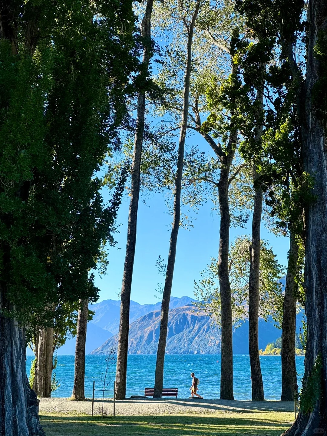 居然有人说拍的Wanaka假？live图给你亿点点震撼！

在相册翻着瓦纳卡的照