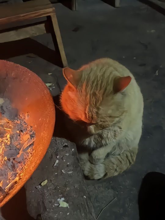 小猫真的太抱歉了