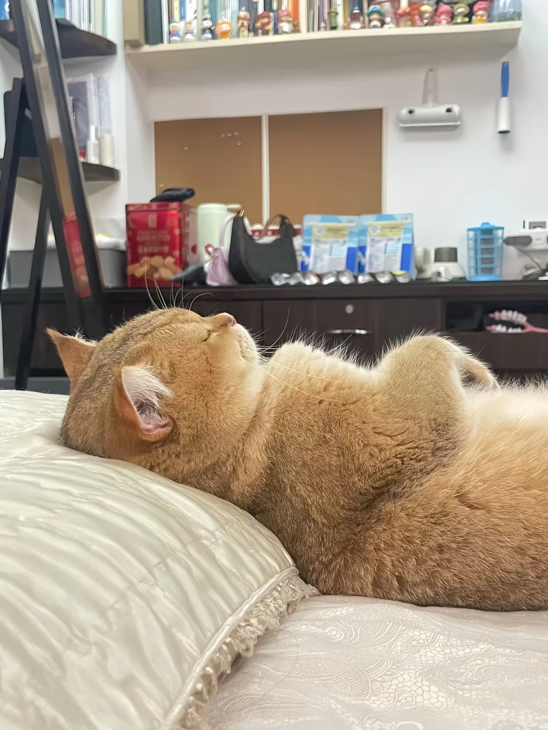 我想养金渐层有没有劝退的？
但是好多姐妹说养不熟
说金渐层从来不蹭人，不互动，就