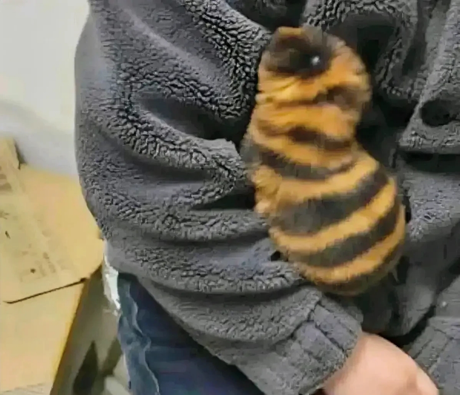 广西，一男子花500块，买了一只蜂蜜狗，全家人对狗爱不释手。哪知道，一次给狗洗澡