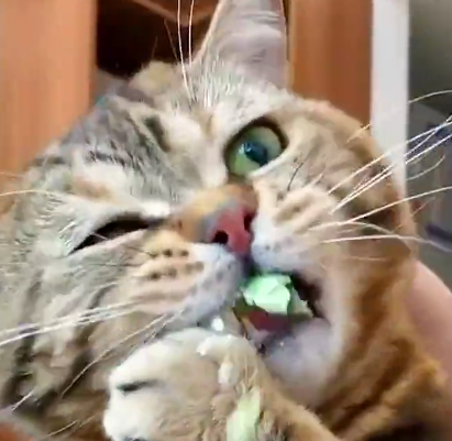 全网最好养活的猫咪