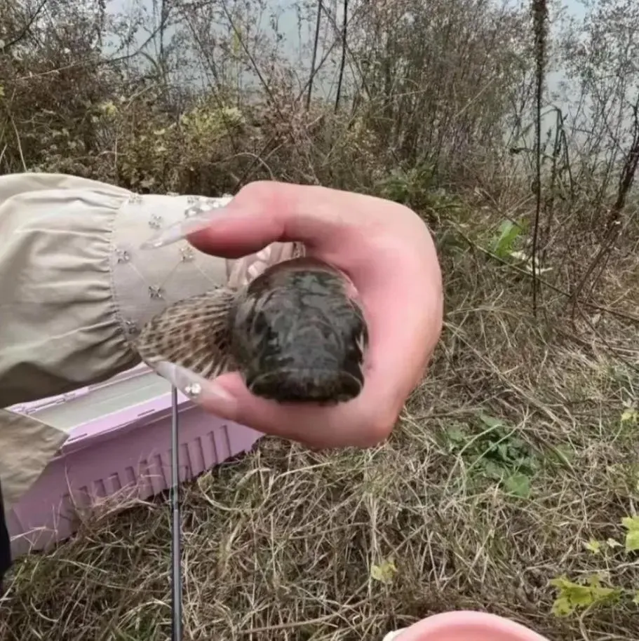 刚刚抓到的，有谁知道这是什么鱼吗[捂脸]