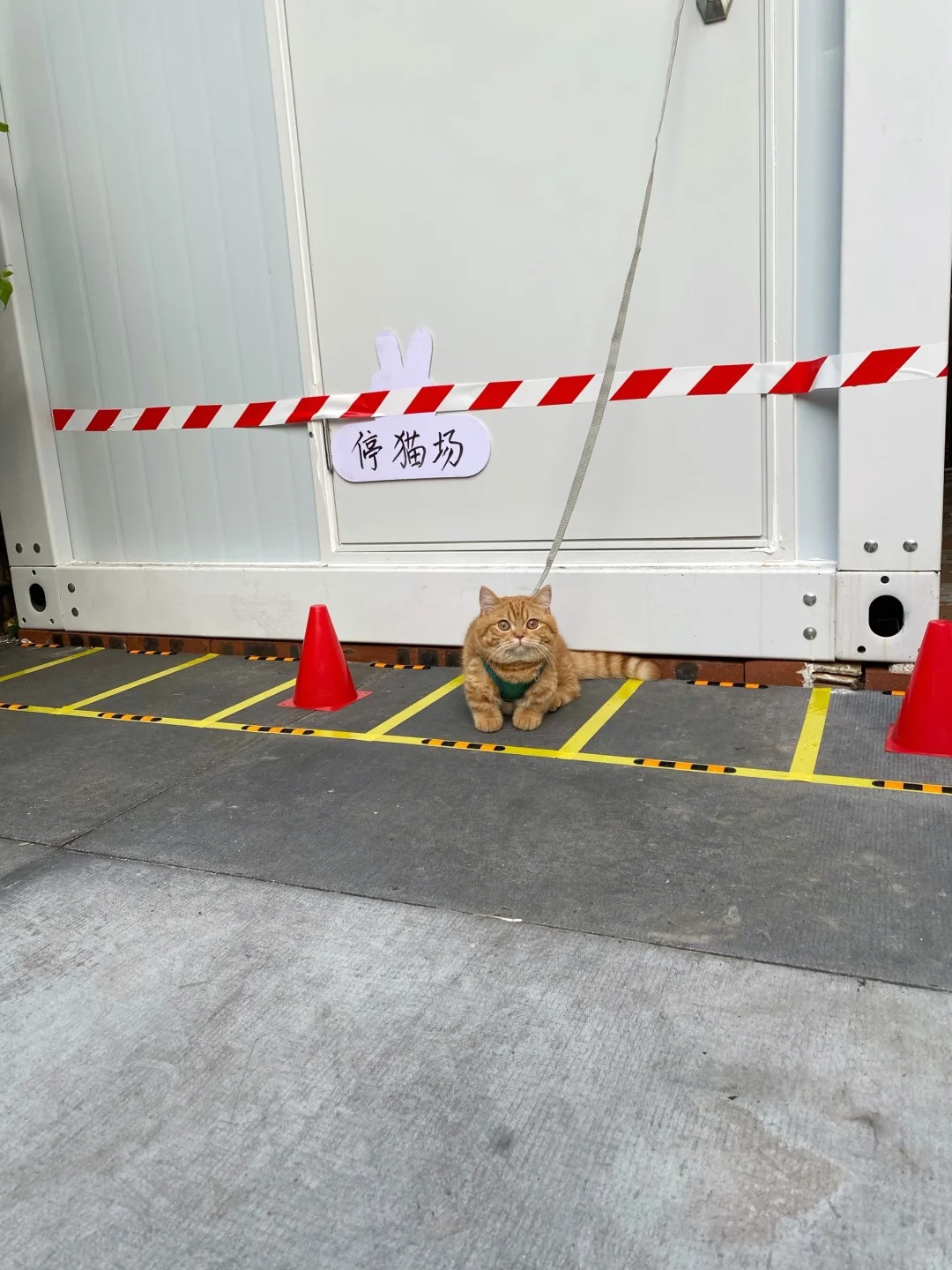 谁家有素质的小猫占两个车位啊？！