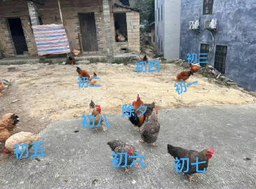 年轻人的新年味，今年提前回家过年，鸡都安排好了