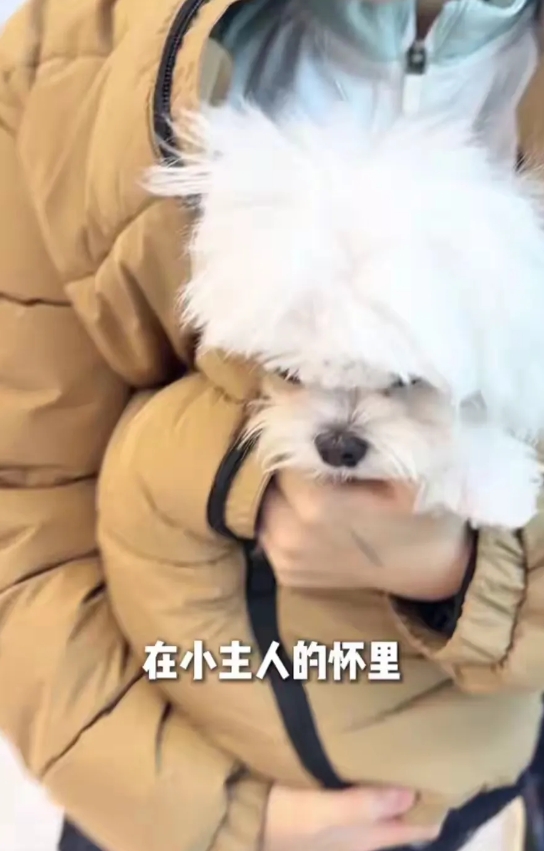 李思思真是精力旺盛，不仅带两个儿子，还忙自媒体工作，居然还有空养狗，还带着小狗去