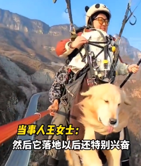 河南新乡，女子带金毛体验滑翔伞，远看像骑了个会飞的坐骑，“飞过一次想让它也体验一