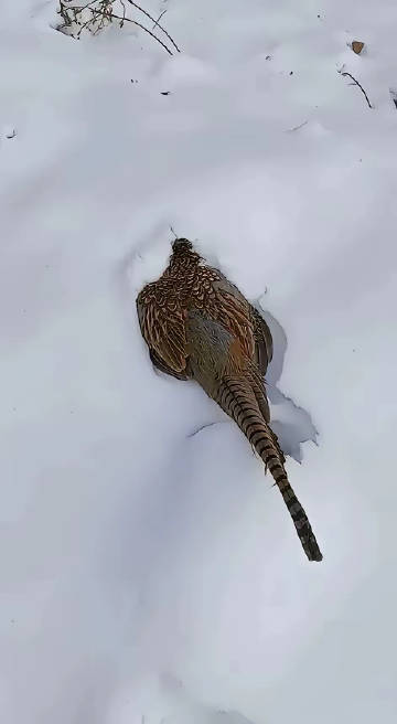 在雪地遇到这个该怎么办？