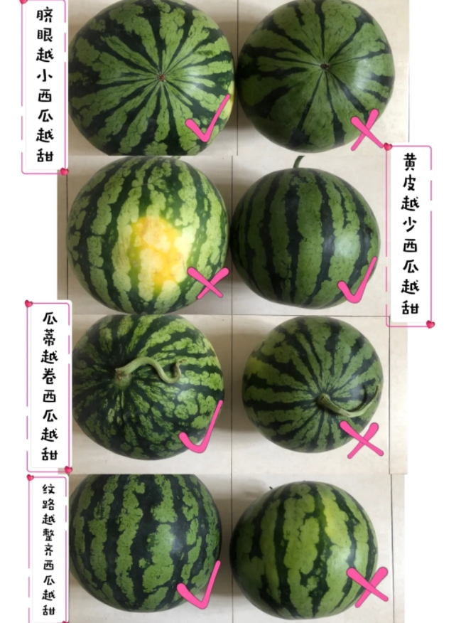 夏天的最爱—8424西瓜的挑选秘诀。

每年都会去南汇田间的瓜棚直接买西瓜，靠近
