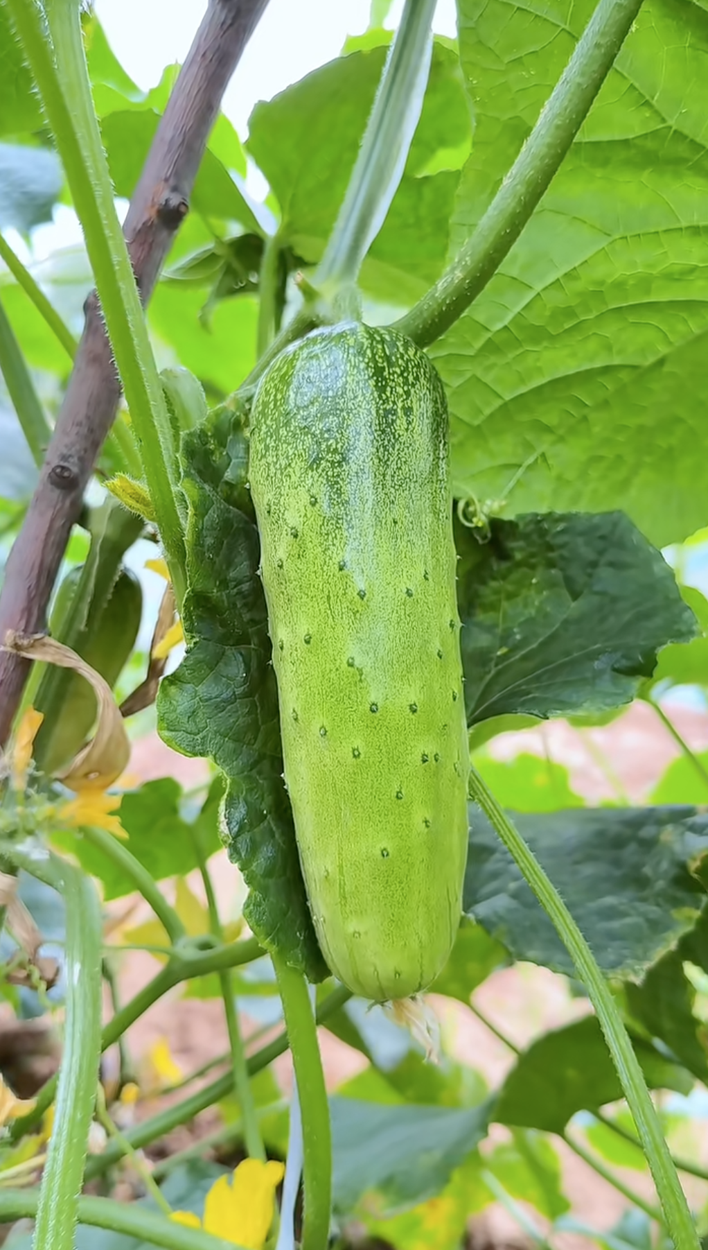 忙碌的生活里，逛一逛菜园子，清新又治愈！
